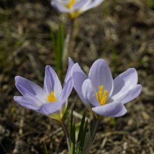 Crocus adamii